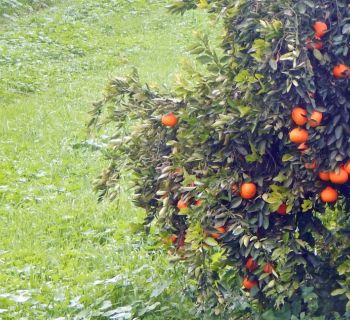 В деревне Струмби исчез ребенок 2,5 лет. За 2,5 часа он прошел около 1,5 км