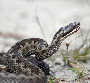 В Ларнаке госпитализирован 85-летний мужчина. После укуса гадюки 