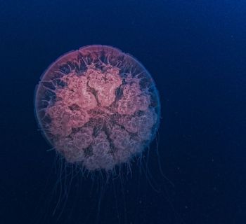 В море у южных берегов Кипра появились медузы-кочевники. Что делать, если ужалила одна из них?