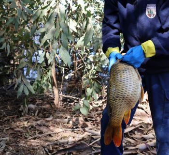 В озере в парке Аталасса погибли около 80 карпов. В чем причина? (видео)
