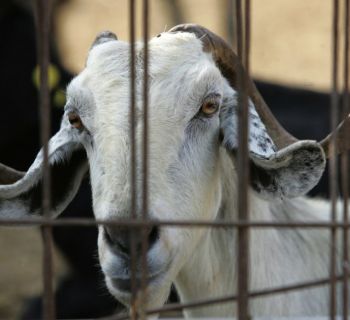 Власти Кипра пытаются сдержать распространение ящура. Вирус выявлен еще на двух фермах по выращиванию коз и овец