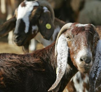 Власти Кипра выделили 28 млн евро на борьбу с распространением ящура и компенсации фермерам