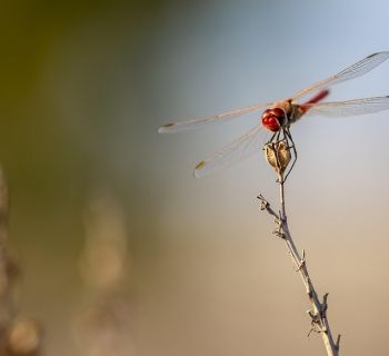 Жара на Кипре усиливается: в воскресенье, 19 июля, ожидается +41°C