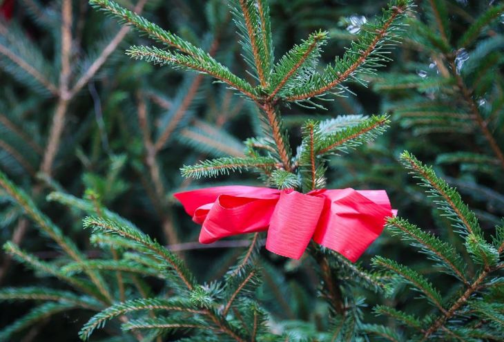 26 ноября на Кипре начнется продажа живых елок и сосен 