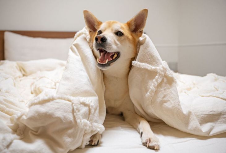 44 отеля и апартаментов на Кипре, где будут рады гостям с домашними питомцами