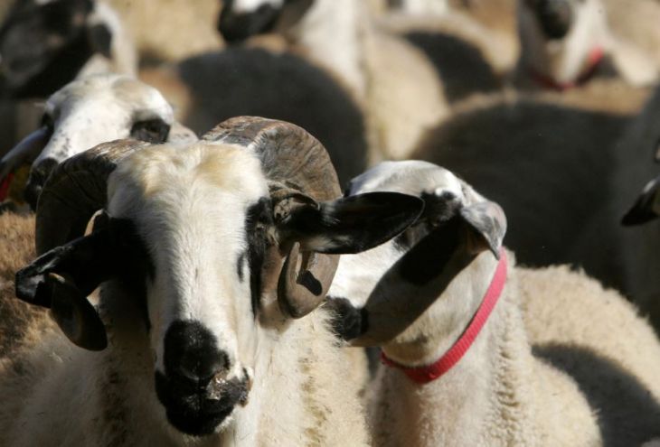 Эпидемия ящура на Кипре: 24 февраля начнется вакцинация 