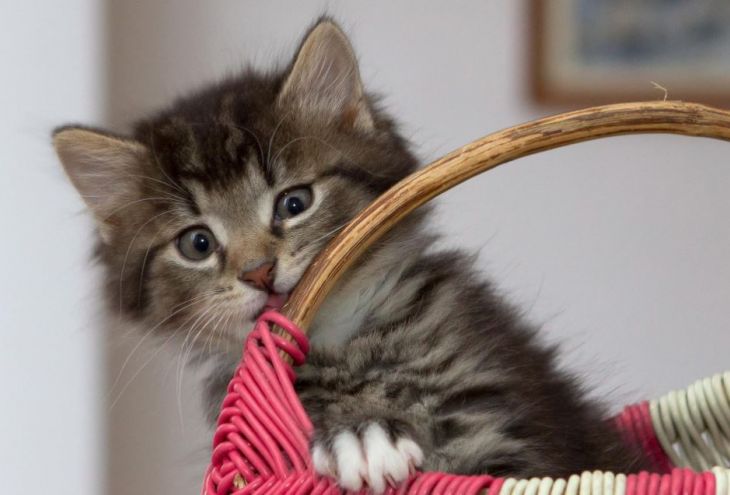 Глава CatPAWS: «похищенные» котята живут в отличных условиях