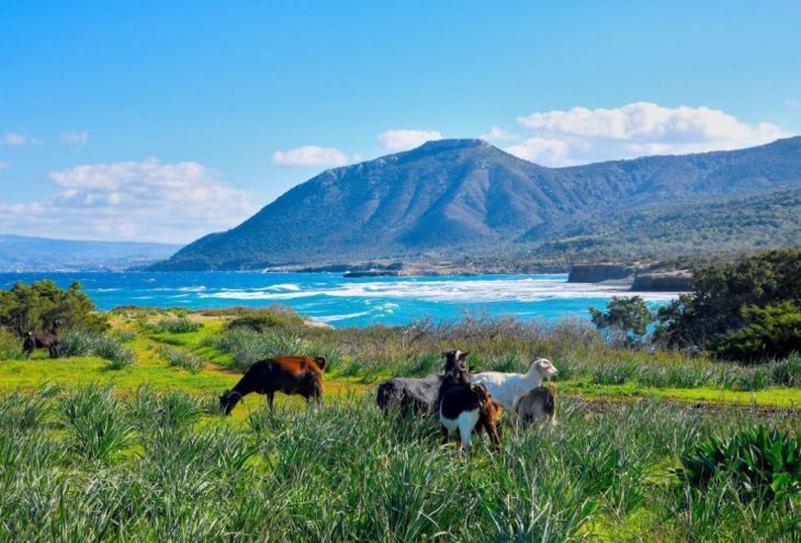 Из Пафоса вновь организуют бесплатные экскурсии по Акамасу