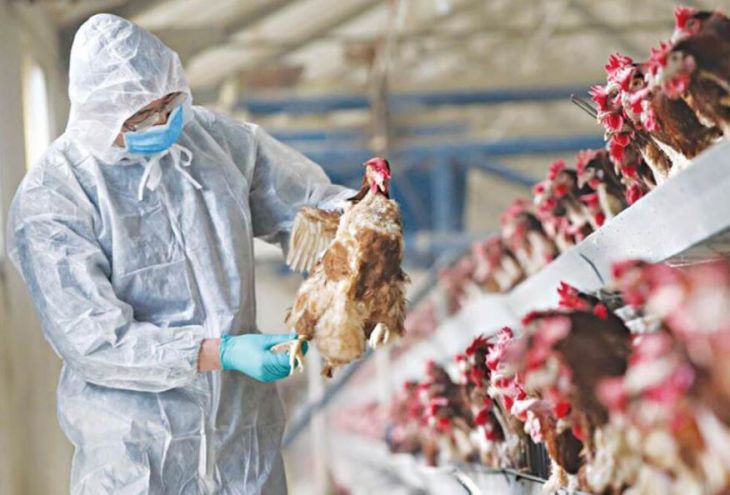 На двух фермах в Паралимни выявлен птичий грипп. Его, скорее всего, принесли на Кипр перелетные птицы