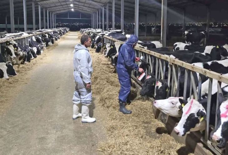 На фермах Кипра началась вакцинация животных. В рамках борьбы с распространением ящура