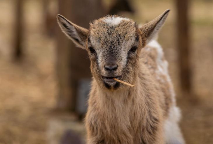 На ферме с 1000 новорожденных ягнят и козлят в деревне Менико произошел пожар 