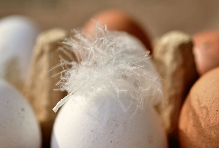На Кипре нехватка куриных яиц в магазинах: максимум 30 штук — в одни руки