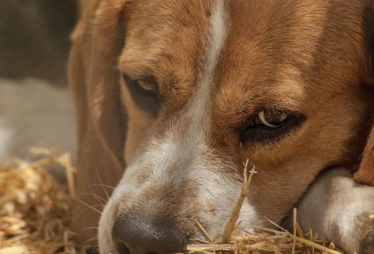На Кипре запретят эвтаназию бездомных животных