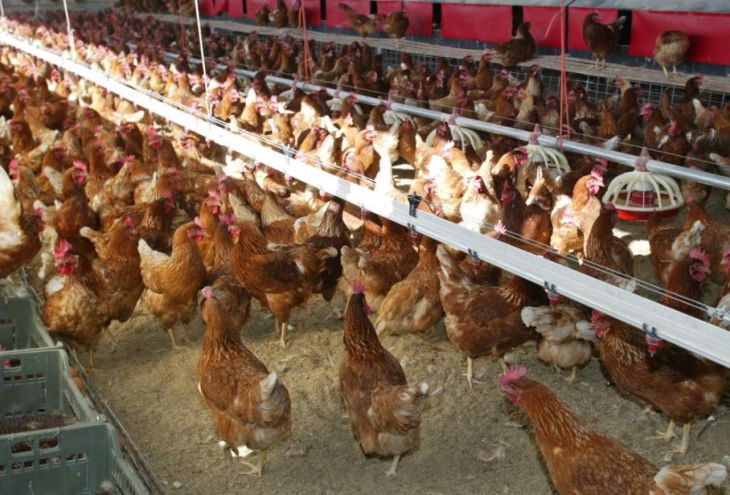 На птицеферме в Ларнаке произошла вспышка птичьего гриппа
