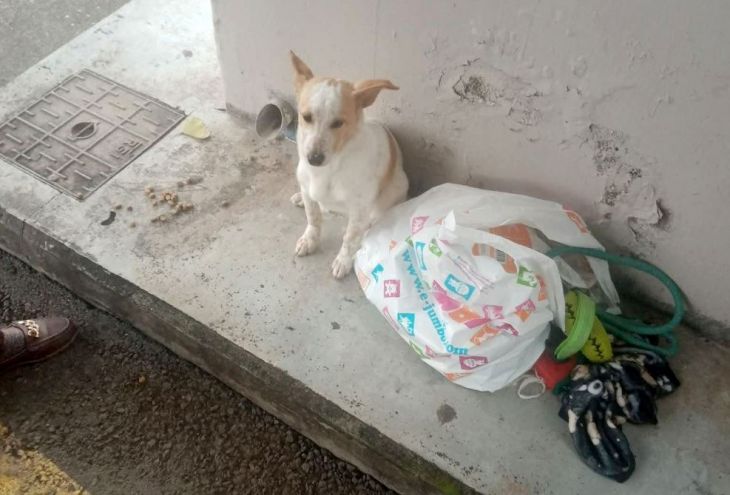 В Лимассоле бросили собаку вместе с ее игрушками и запасом корма