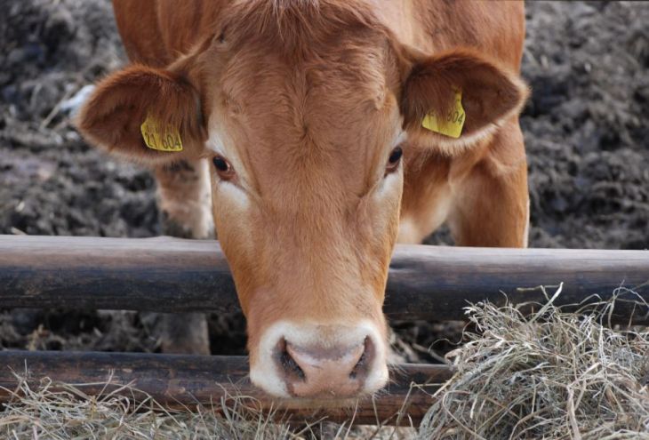 В Республике Кипр первый случай ящура. Ферма в Ливадии оцеплена. Будут убиты 300 животных 