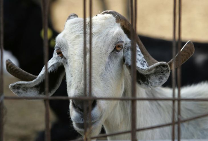 Власти Кипра пытаются сдержать распространение ящура. Вирус выявлен еще на двух фермах по выращиванию коз и овец