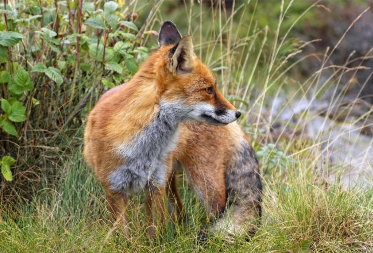 Заметив гадюку у водопоя, испуганная лиса буквально взлетела в воздух