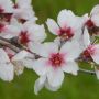 25 февраля в деревне Йолу пройдет фестиваль цветущих миндальных деревьев 