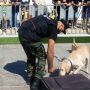 8 июля на Олимпиаду в Париж полетят два кипрских полицейских с лабрадором и малинуа 