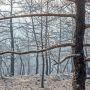 Более 100 лет может уйти на полное восстановление природы после разрушительного пожара близ Лимассола
