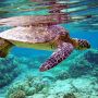 Черепахи в море у берегов Кипра: близко не приближаться, не беспокоить и не кормить 