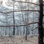 Черный пейзаж: 124 квадратных километра Кипра превратились в пепел 
