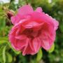 Фестиваль роз в Агросе: собрать на рассвете розовые бутоны, отведать варенье из лепестков роз, продегустировать розовый бренди