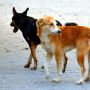 Как сократить число бездомных собак на Кипре? С помощью тотальной регистрации, чипирования и тренингов для владельцев  