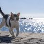 Кипр может превратить кошек в новую туристическую достопримечательность