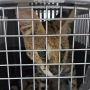 Кот саванна получил тепловой удар в зоопарке Лимассола 