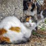 Муниципалитет Лимассола выделил 40 000 евро на стерилизацию 690 уличных котов и кошек
