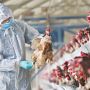 На двух фермах в Паралимни выявлен птичий грипп. Его, скорее всего, принесли на Кипр перелетные птицы