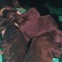 На Кипре найден мусорный пакет с 11 новорожденными щенками. Пятеро не выжили 