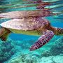 На Кипре после трехмесячного курса лечения и реабилитации выпущена в море зеленая черепаха Люси 