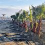 На пляже Кастелла в Ороклини высадили 110 финиковых пальм