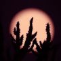 Над Кипром скоро взойдет «земляничная» Луна