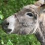 Накормивший ослика сигаретой мужчина оштрафован на 3833 евро 