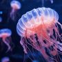Опасные обитатели моря у берегов Кипра: медузы, морские ежи и актинии. Что делать в случае контакта с ними?