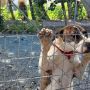 Партии защиты животных Кипра удалось отменить решение об усыплении здоровой собаки 
