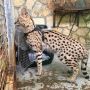 Партия защиты животных Кипра выступила против переселения дикого кота в зоопарк Лимассола