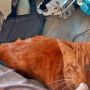 Слепой рыжий кот с Кипра победил во всемирном конкурсе домашних животных 