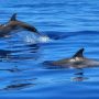 У берегов Пафоса запечатлели видео танцующих дельфинов