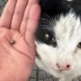 В Ахелии найдена кошка с пулей в носу. Партия зеленых Кипра призывает к созданию независимой полиции по защите животных