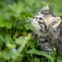 В Пафосе погибли еще четыре кота. Экологи говорят о появлении в городе серийного убийцы