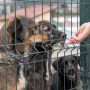 В Пафосе закрывают приют для 1000 собак, кошек, осликов и коз. Он работал без лицензии