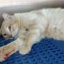 В Пареклише неизвестные обстреляли кота