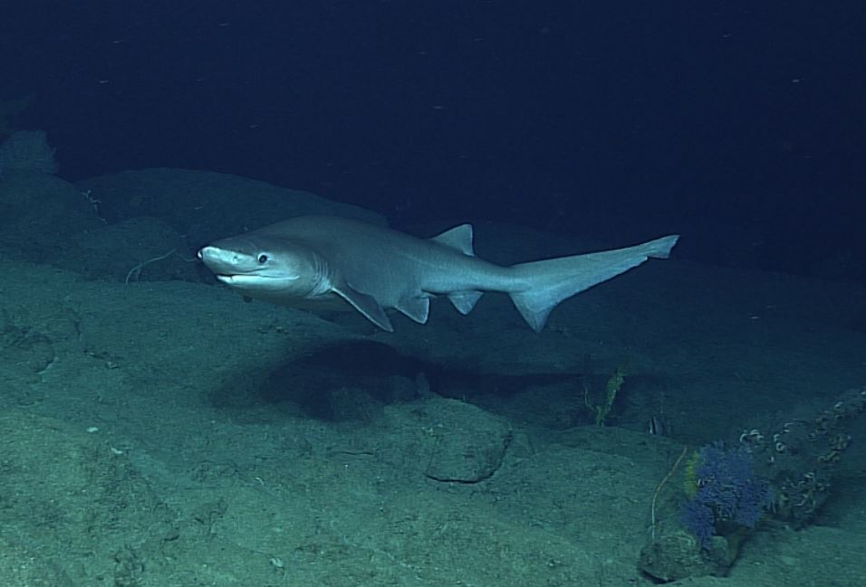 Азовское море акулы